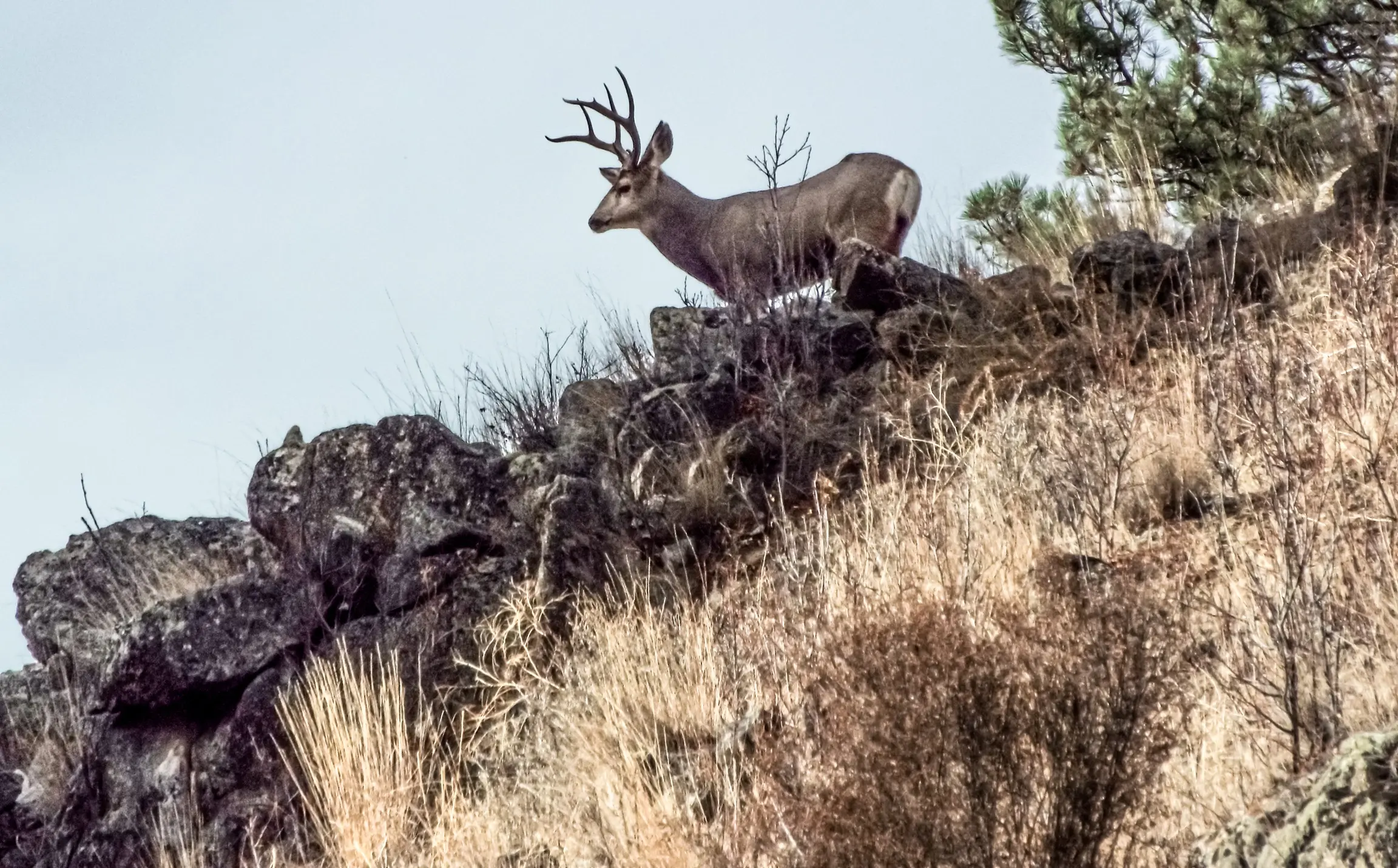 FWP News: End of general hunting season in Region 5 brings low mule deer harvest, hunter success in south-central Montana