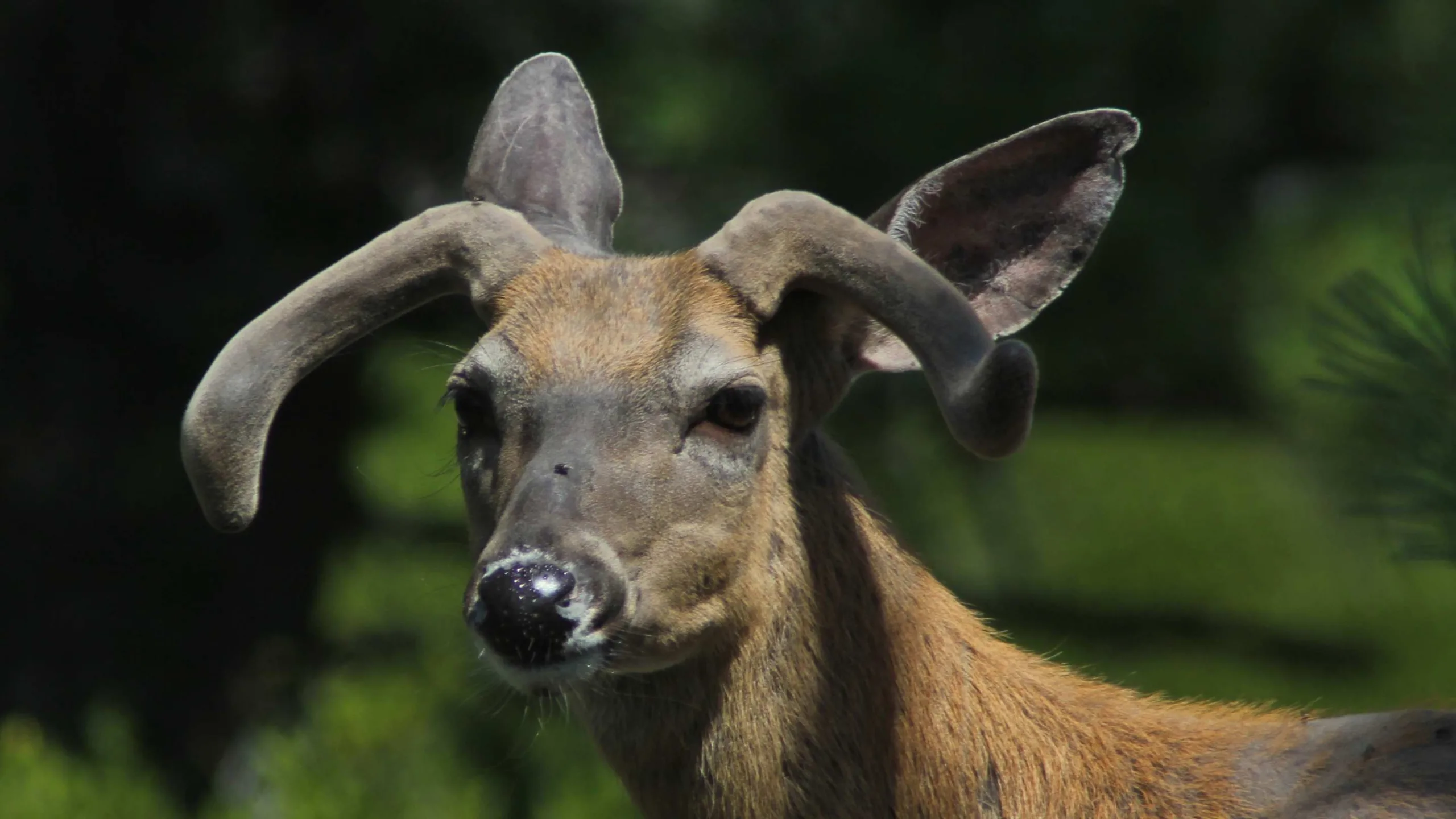 The Curious Case of Non-Typical Antlers