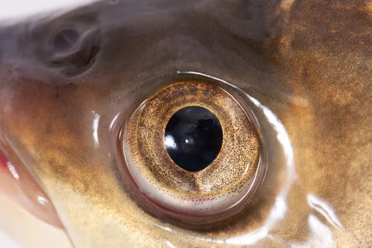 MT Grant’s Workshop #5: Fish Eyeball Bait