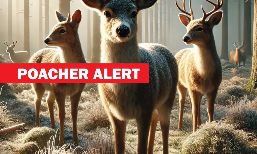 Three Deer Shot and Left to Waste in Montana