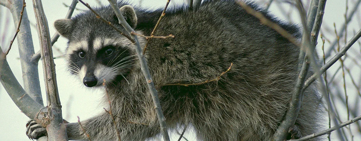Cassia County infant attacked and injured by a raccoon in his home