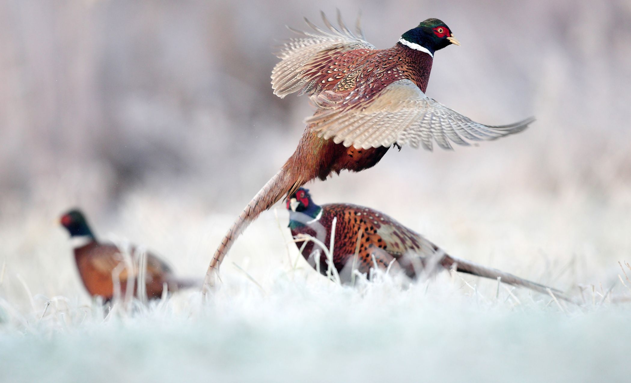 Mastering the Art of Pheasant Hunting in a Comeback Year