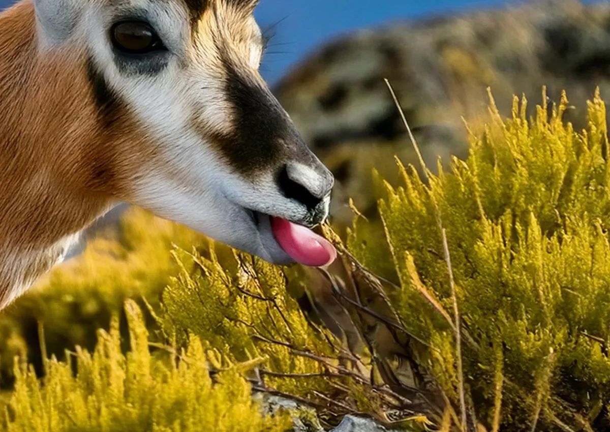 Off the Beaten Path with this Antelope Tongue Recipe