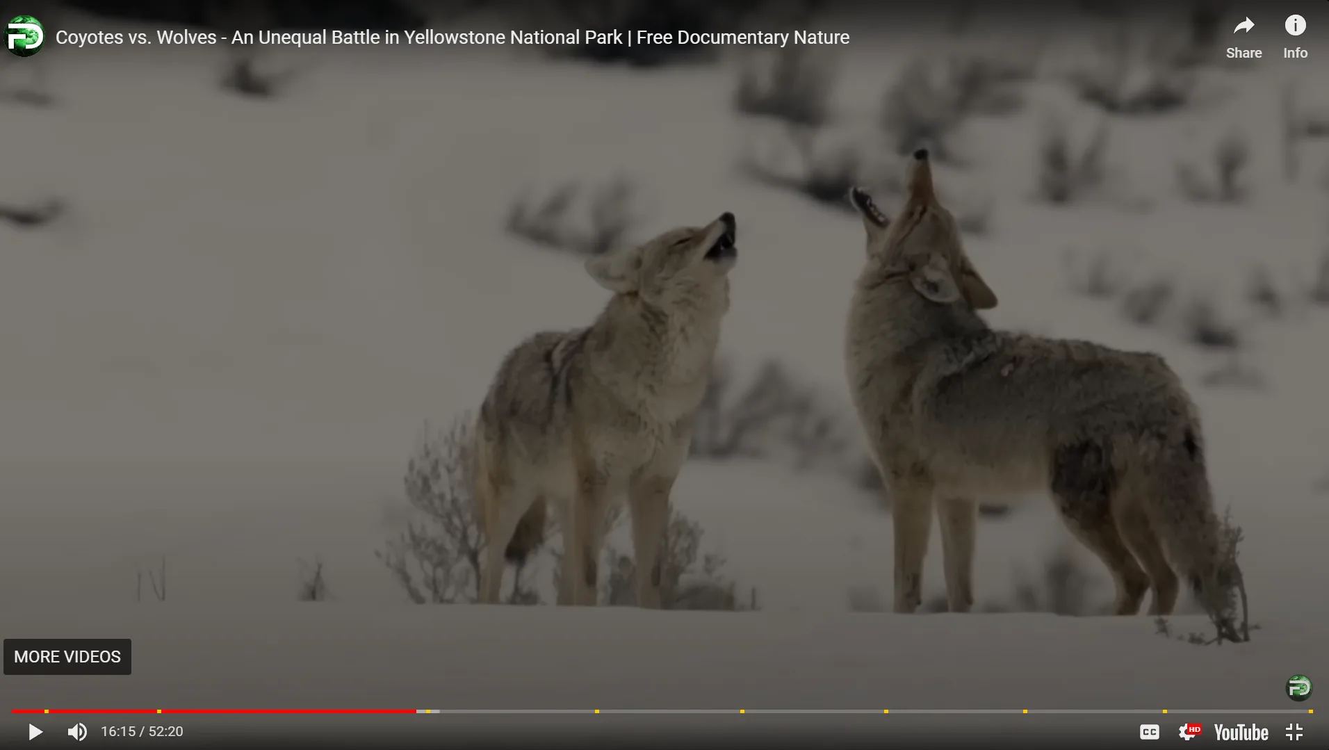 Coyotes Vs. Wolves – Yellowstone Park Battle