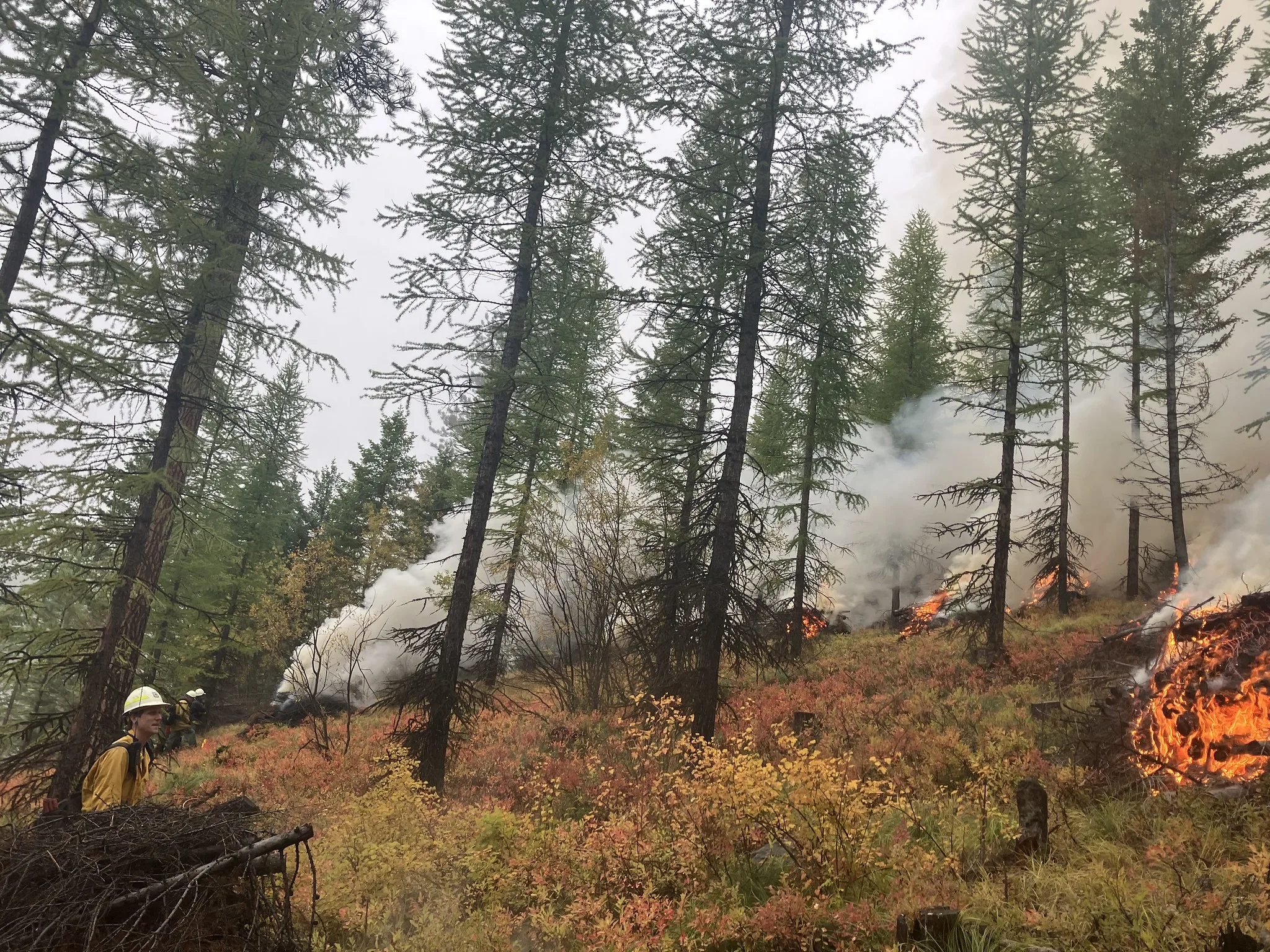 Forest Service Issued Final Decision on “Westside Ninemile Wildfire Resiliency Project”