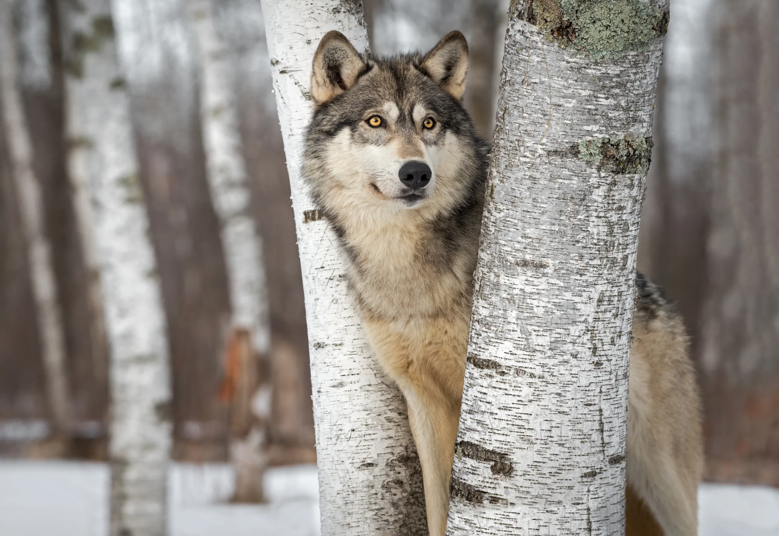 FWP releases final Montana Wolf Management Plan