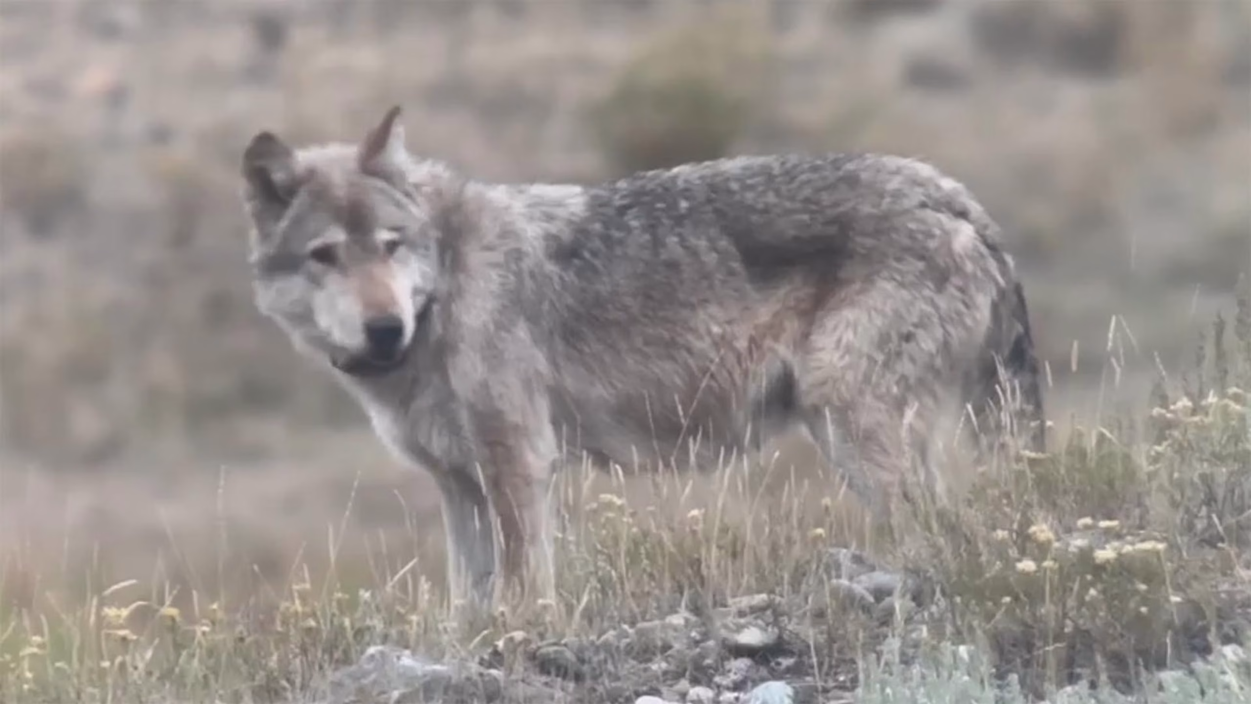 Yellowstone’s Legendary One-Eyed Wolf 907F Succumbs After Clash With Rival Pack