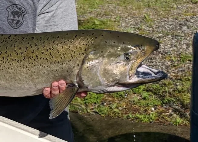 Decoding Fish Scales: The Science of Aging Fish and Why It Matters