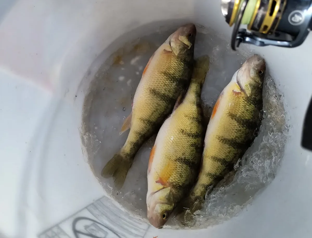 AA: Nelson Reservoir Ice Fishing Report