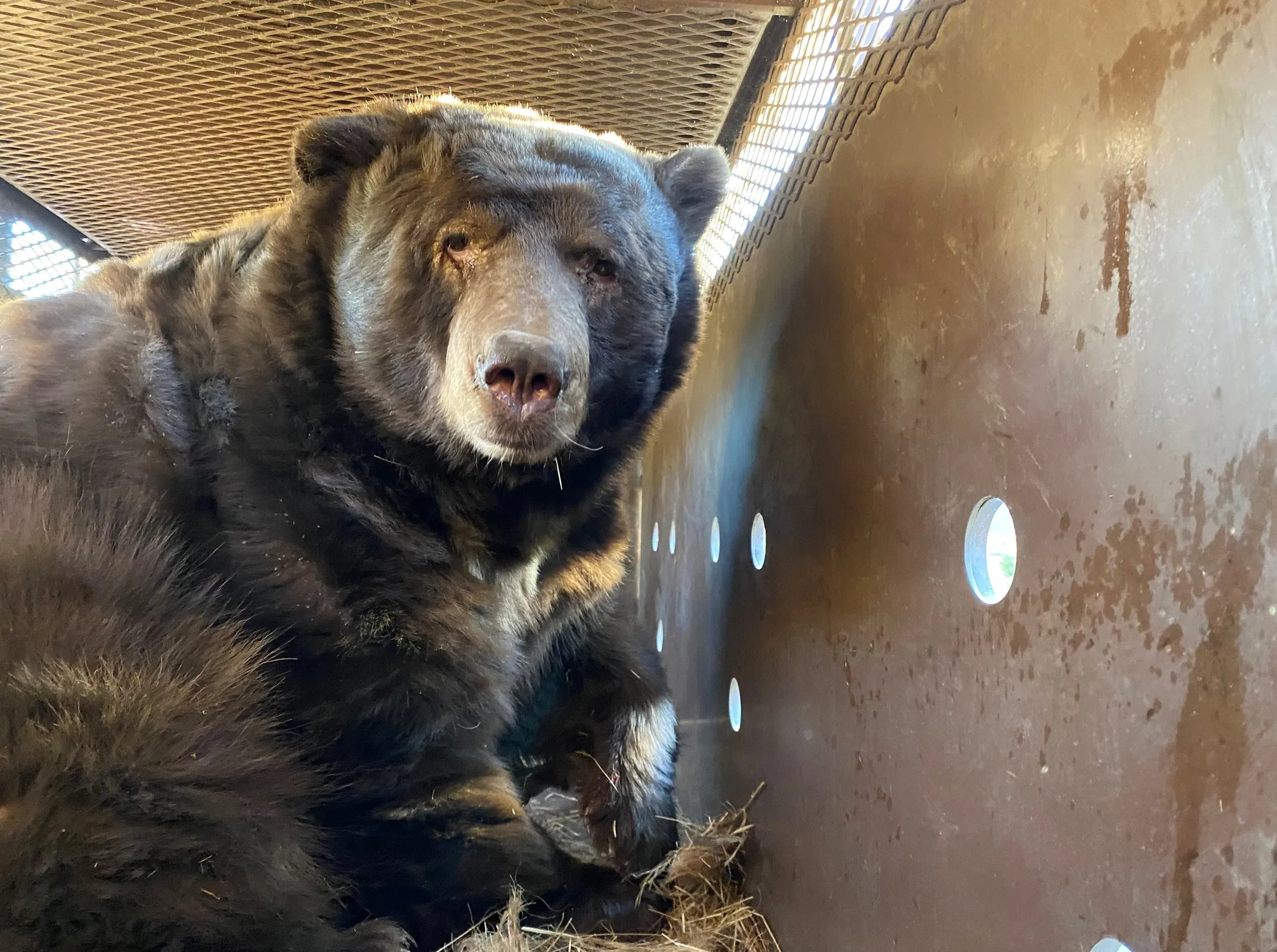 Family returns from evacuation to find 500+ pound black bear under home