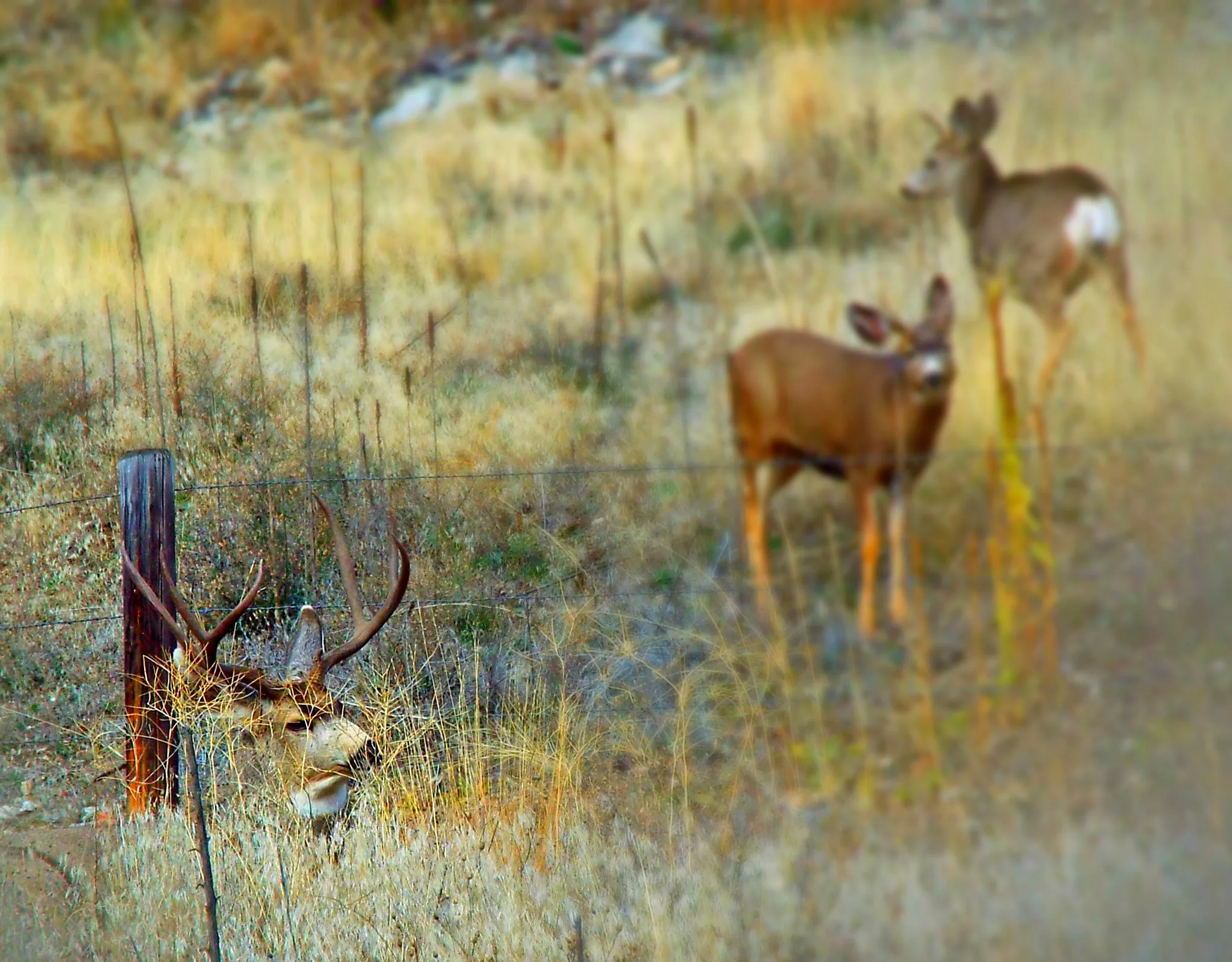 Some 2025 Hunting Regulations Are Available Online