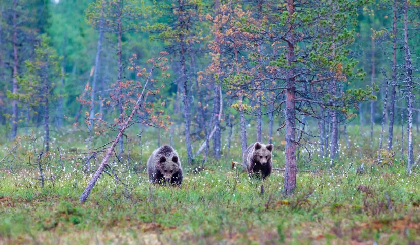 Zinke presses Trump Administration to revoke Biden order, return grizzly management to state agencies