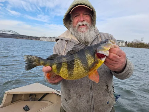 Jumbo Perch – Everything You Need to Know
