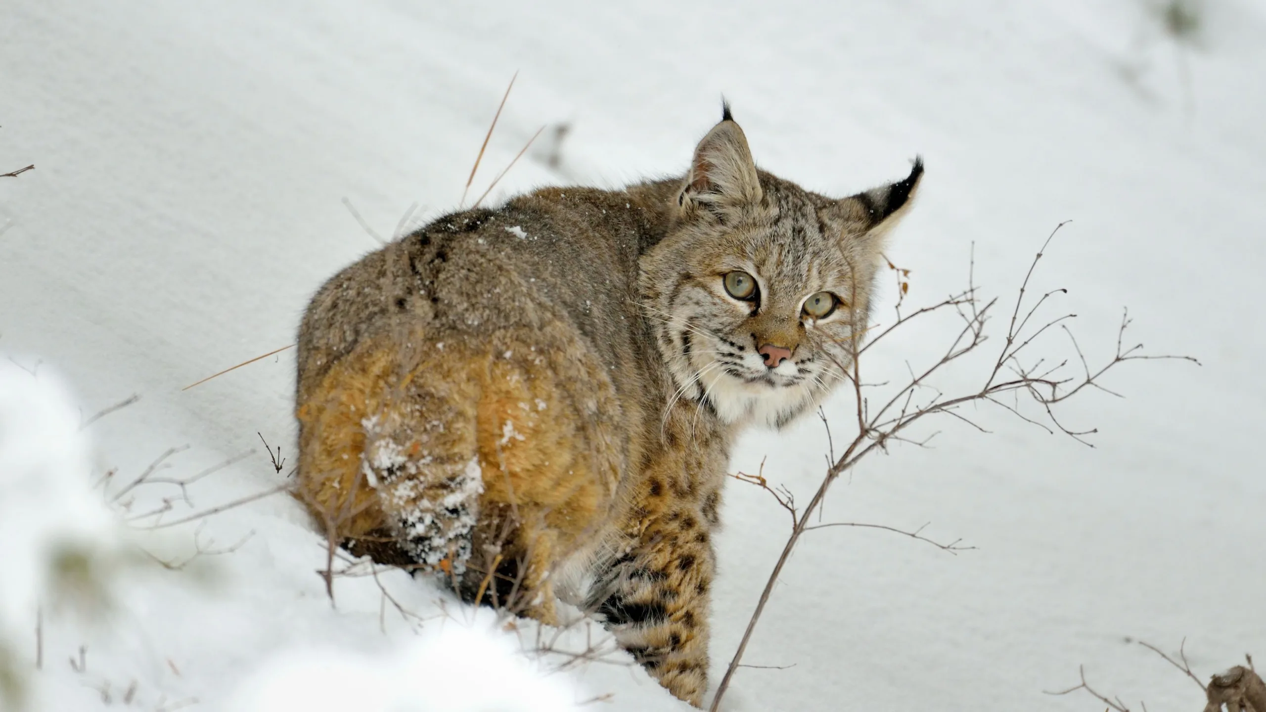 Hunting and trapping for bobcats to close in Region 4 on Tuesday
