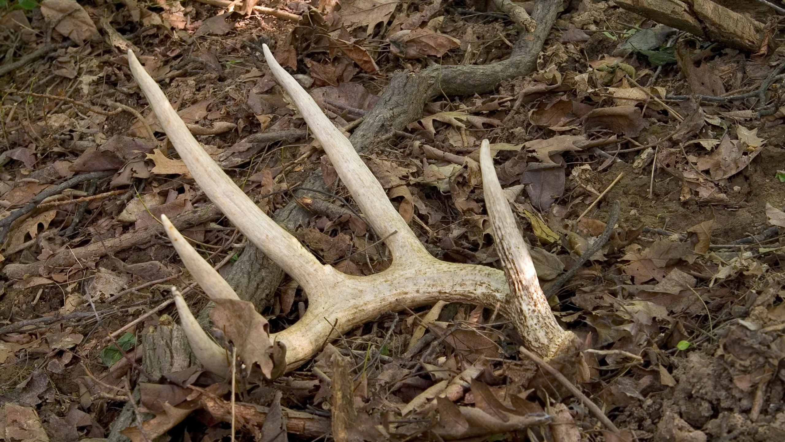 License to Shed Hunt: Idaho’s Big Change for Nonresidents