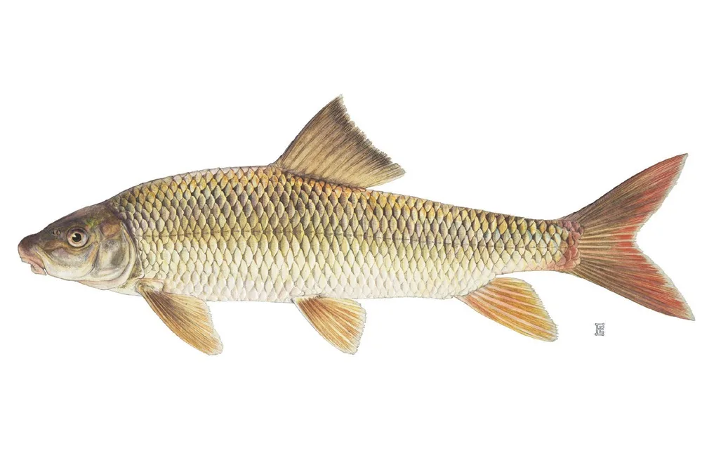 FWP News: Women of childbearing age and young children advised to not consume shorthead redhorse suckers from Yellowstone River near Reed Point