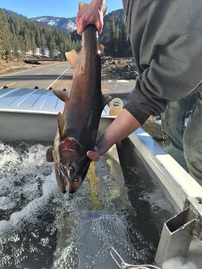 Southfork Clearwater Localized Broodstock End of Program Report: Another successful year!