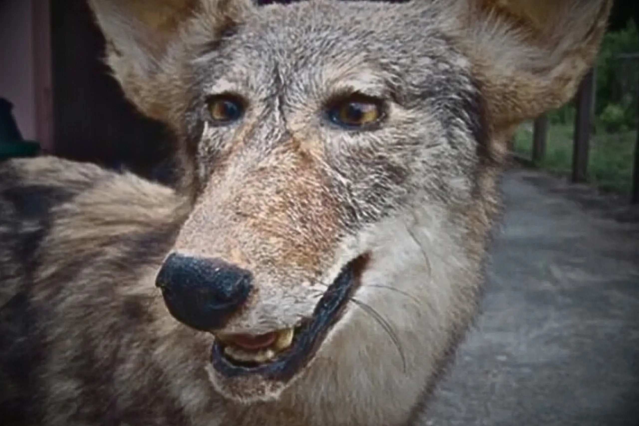 A Compilation of Taxidermy that Missed the Mark