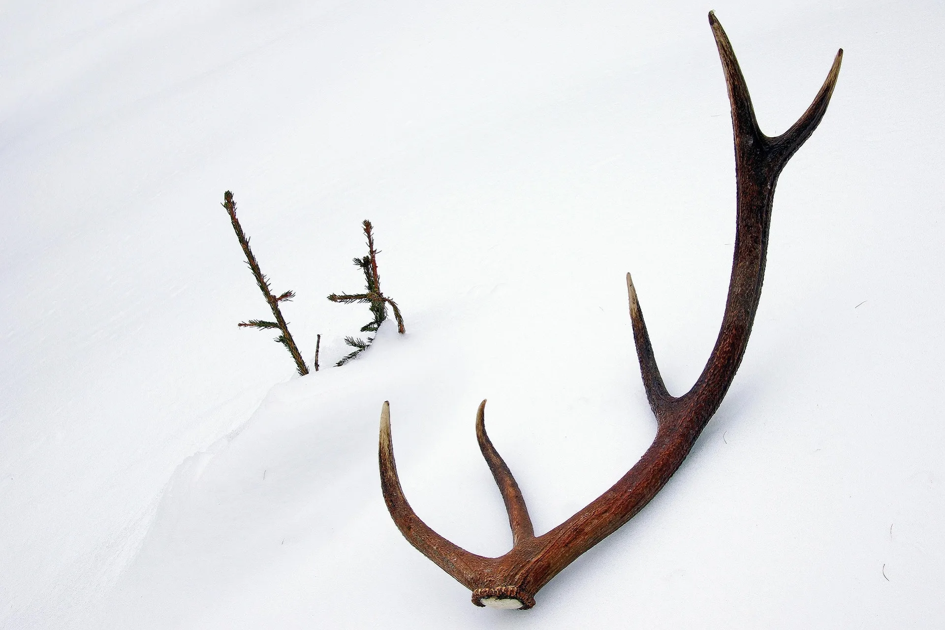 Blackfoot-Clearwater Wildlife Management Area antler hunter vehicle registration opens April 1