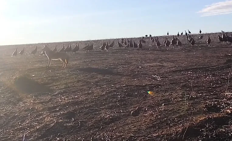 When Turkeys Turn the Tables on a Coyote