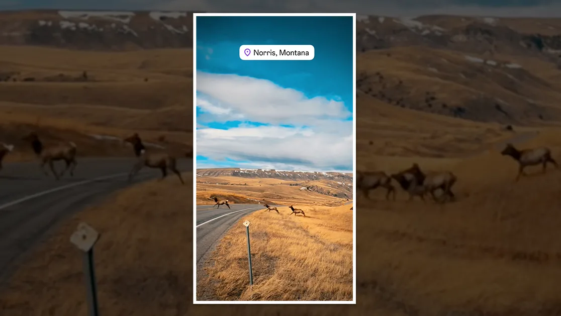 Video: Massive Elk Herd Crosses Highway Near Norris, Montana