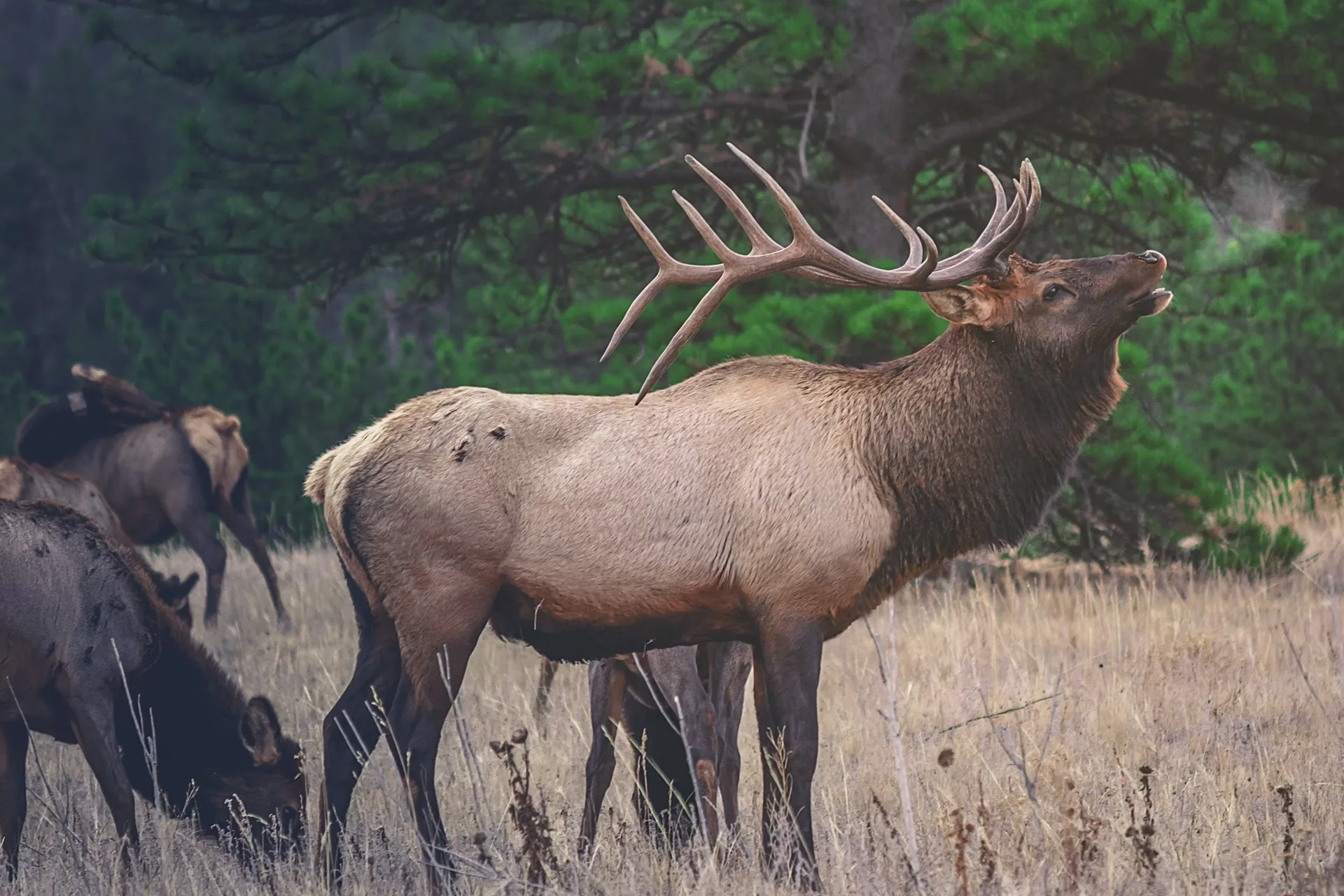 Washington Bans Baiting to Combat Chronic Wasting Disease in Big-Game Hunting