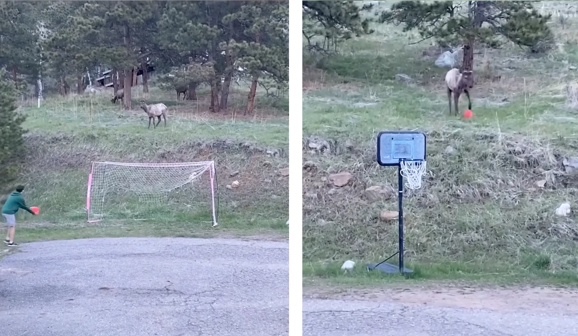 Watch a Friendly Elk Play Backyard Soccer (Impressive Footwork)