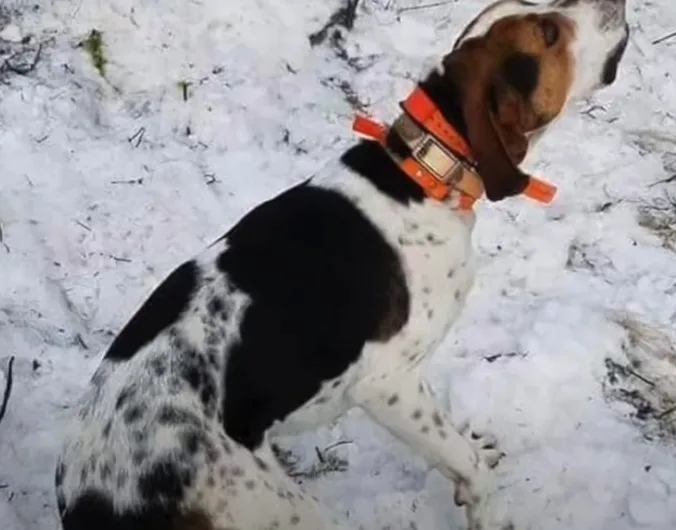 Dog Found Dead on Yellowstone River Bank; Owners Seek Help After Bullet Hole Discovered