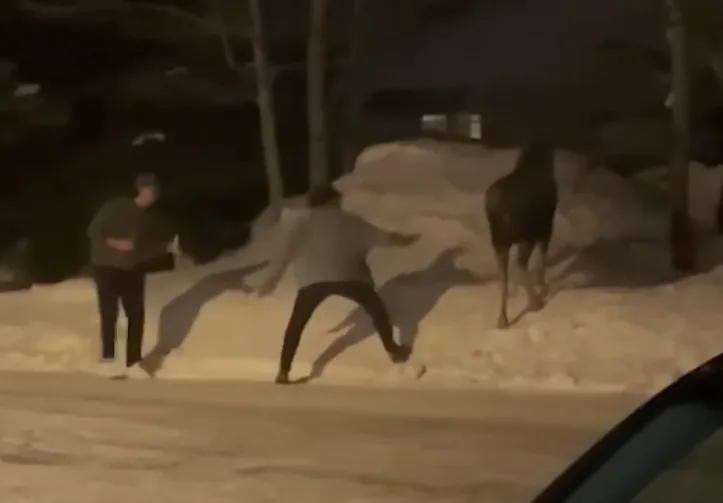 Mess Around and Find Out…Moose Edition