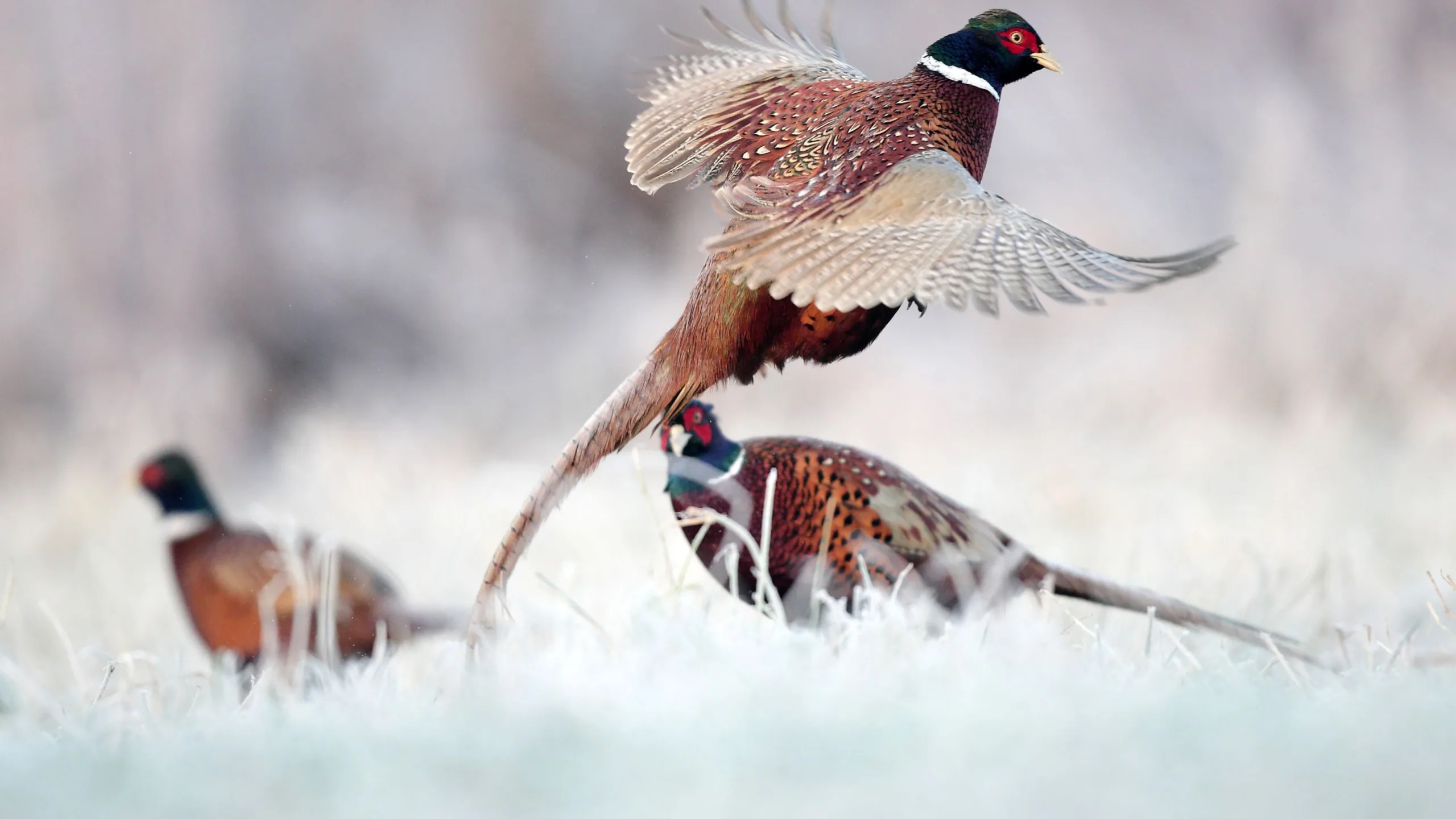 Celebrate Conservation & Community at the Five Valleys Pheasants Forever Annual Banquet