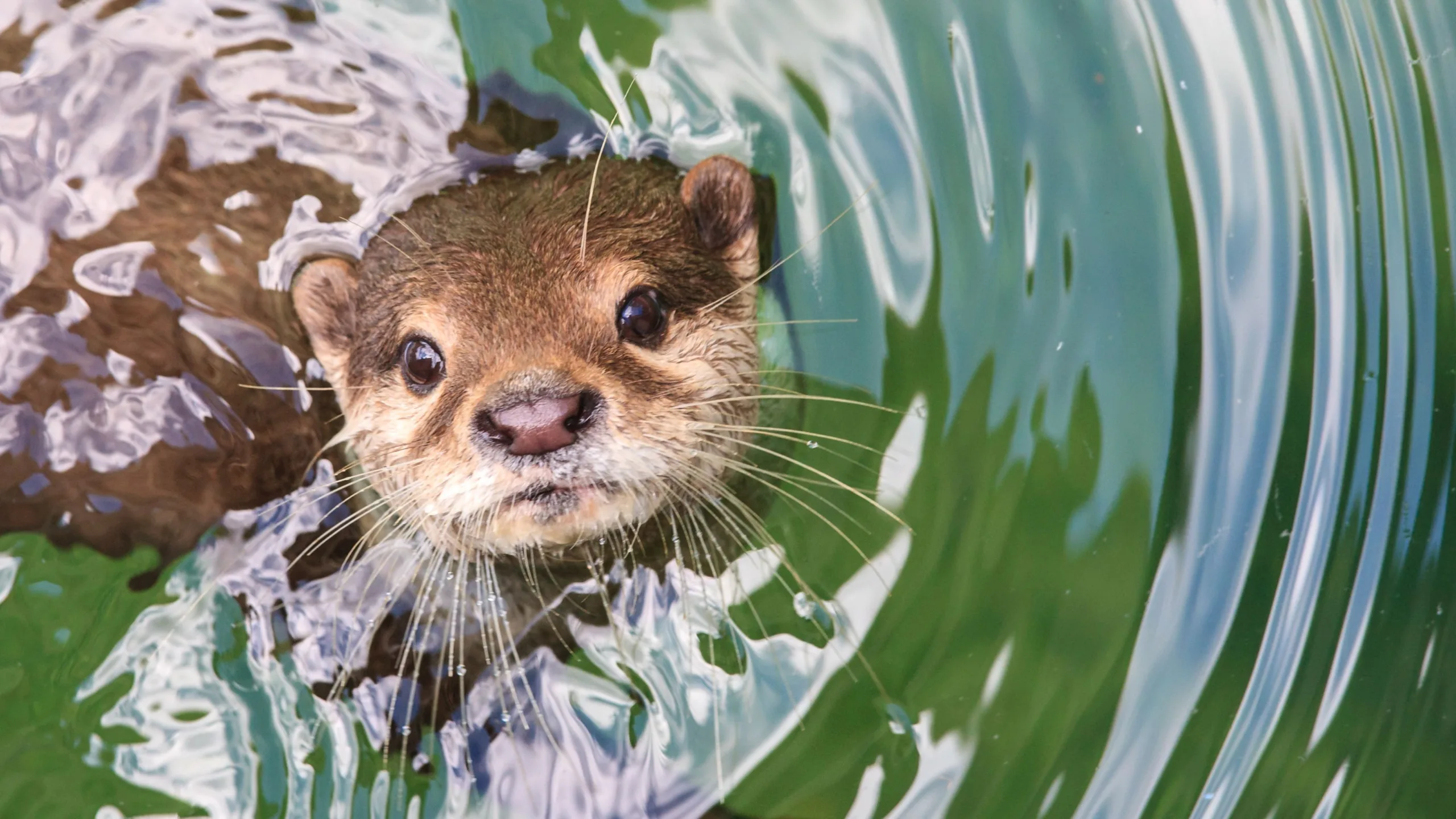 Trapping for otters to close in Region 2