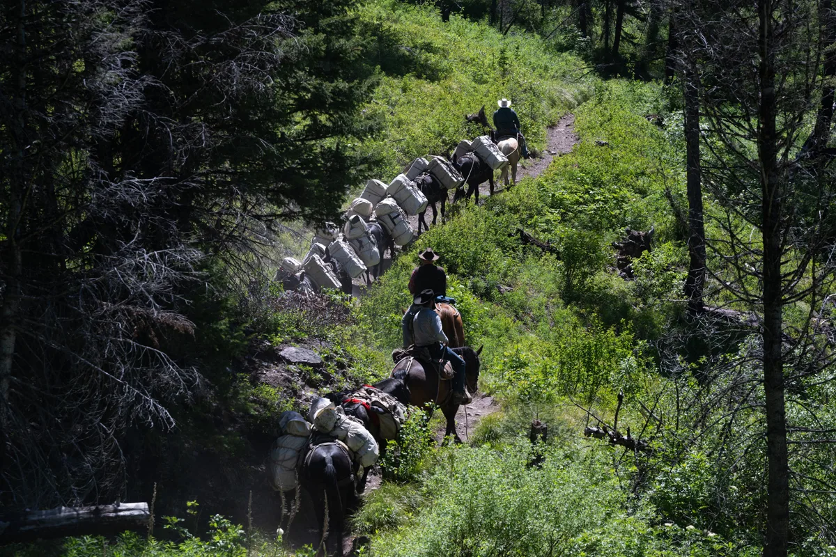 Mules at UM to Promote Summer Programming