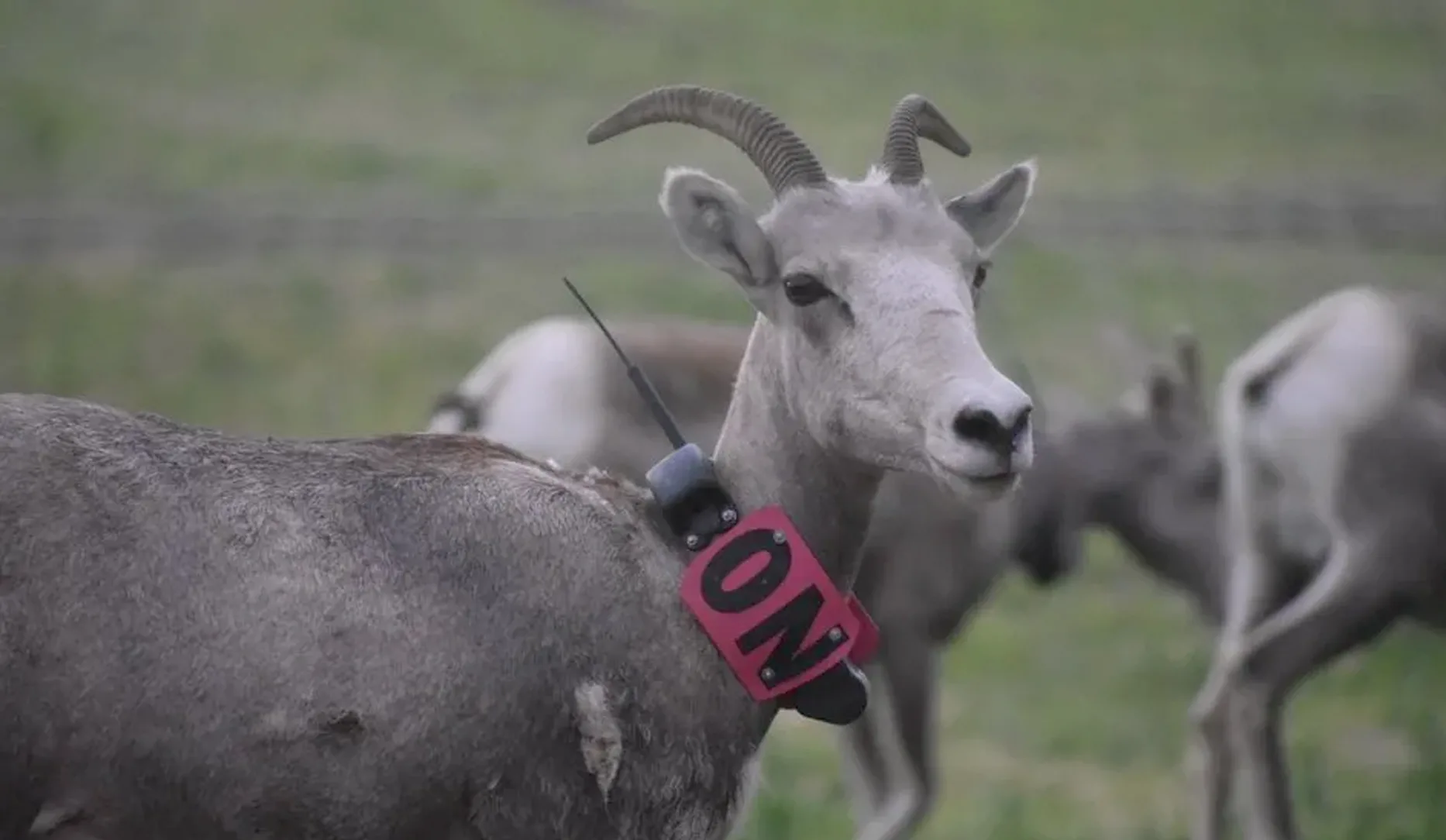 Commission to consider closing bighorn sheep hunting in HD 622