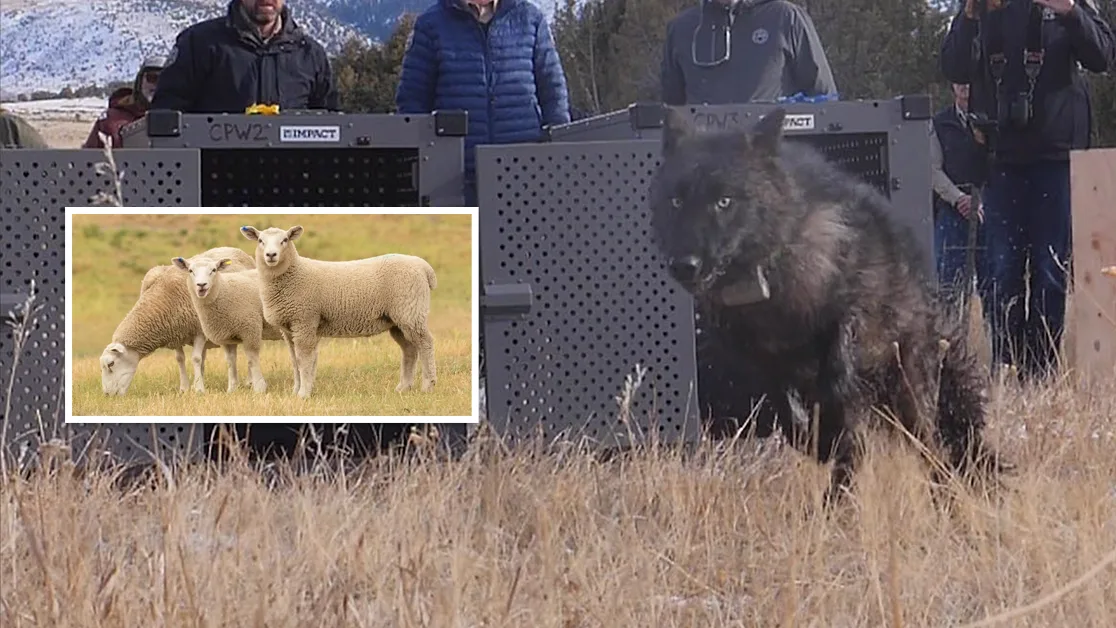 Relocated Wolf From Canada to Colorado Found Dead in Wyoming After Reported Livestock Predation