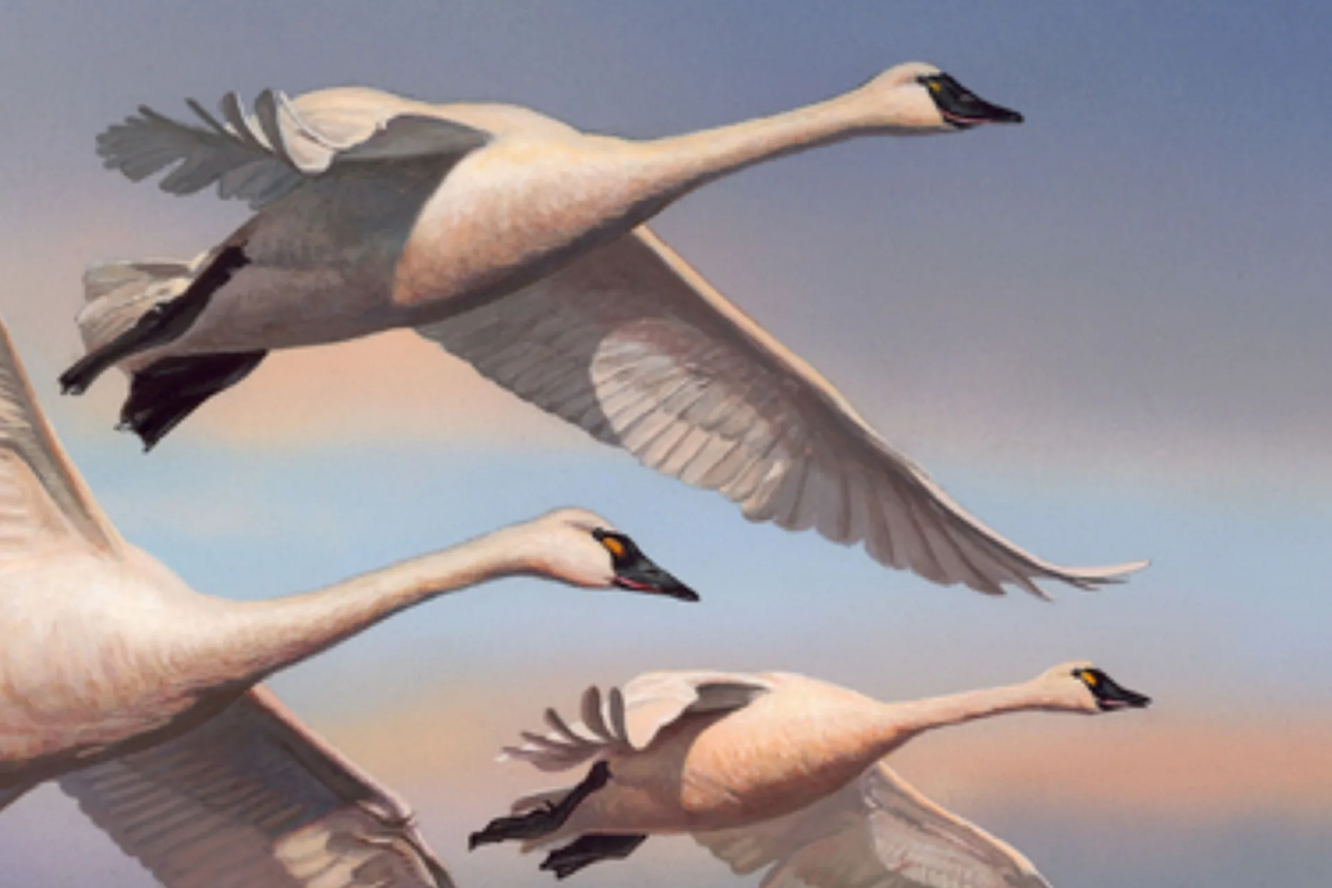 2025 Migratory Bird Stamp announced