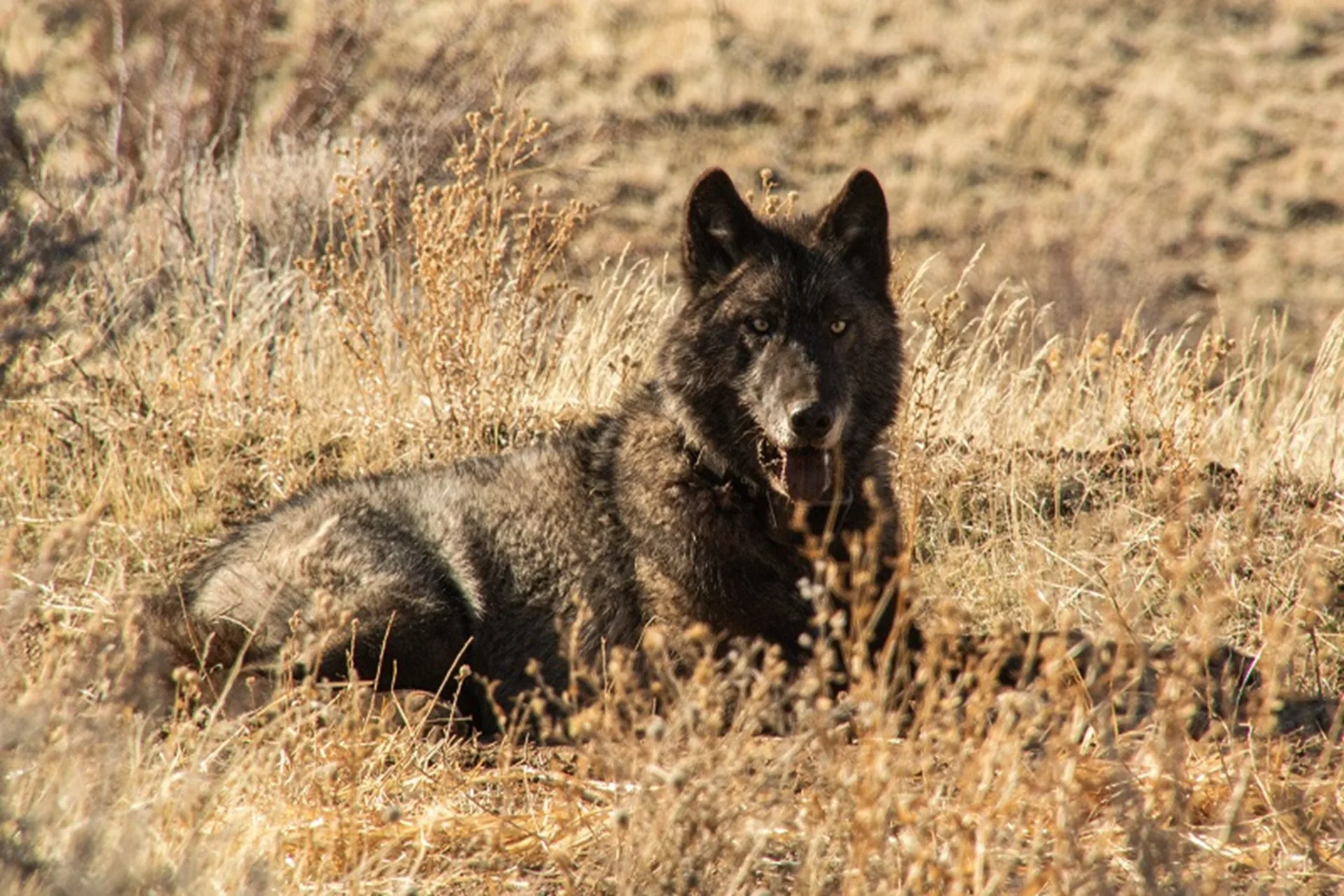 California spends millions on gray wolf expansion efforts