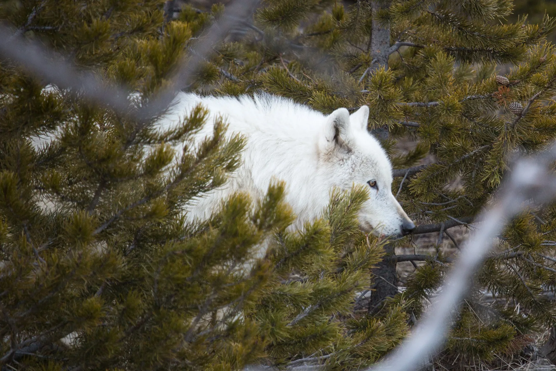 Fourth translocated gray wolf dies in Colorado