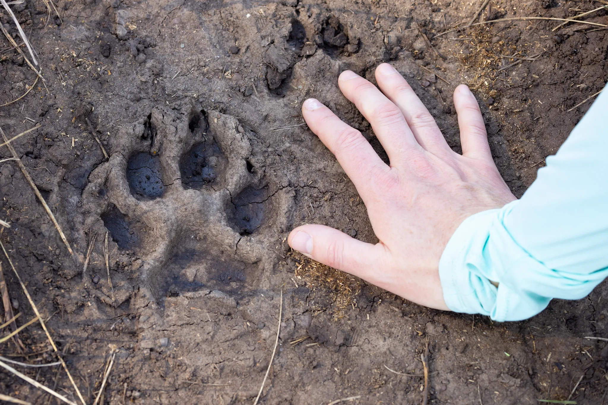 Sheriff warns of escalating wolf attacks as elk dies yards from home; front stoop left bloodied