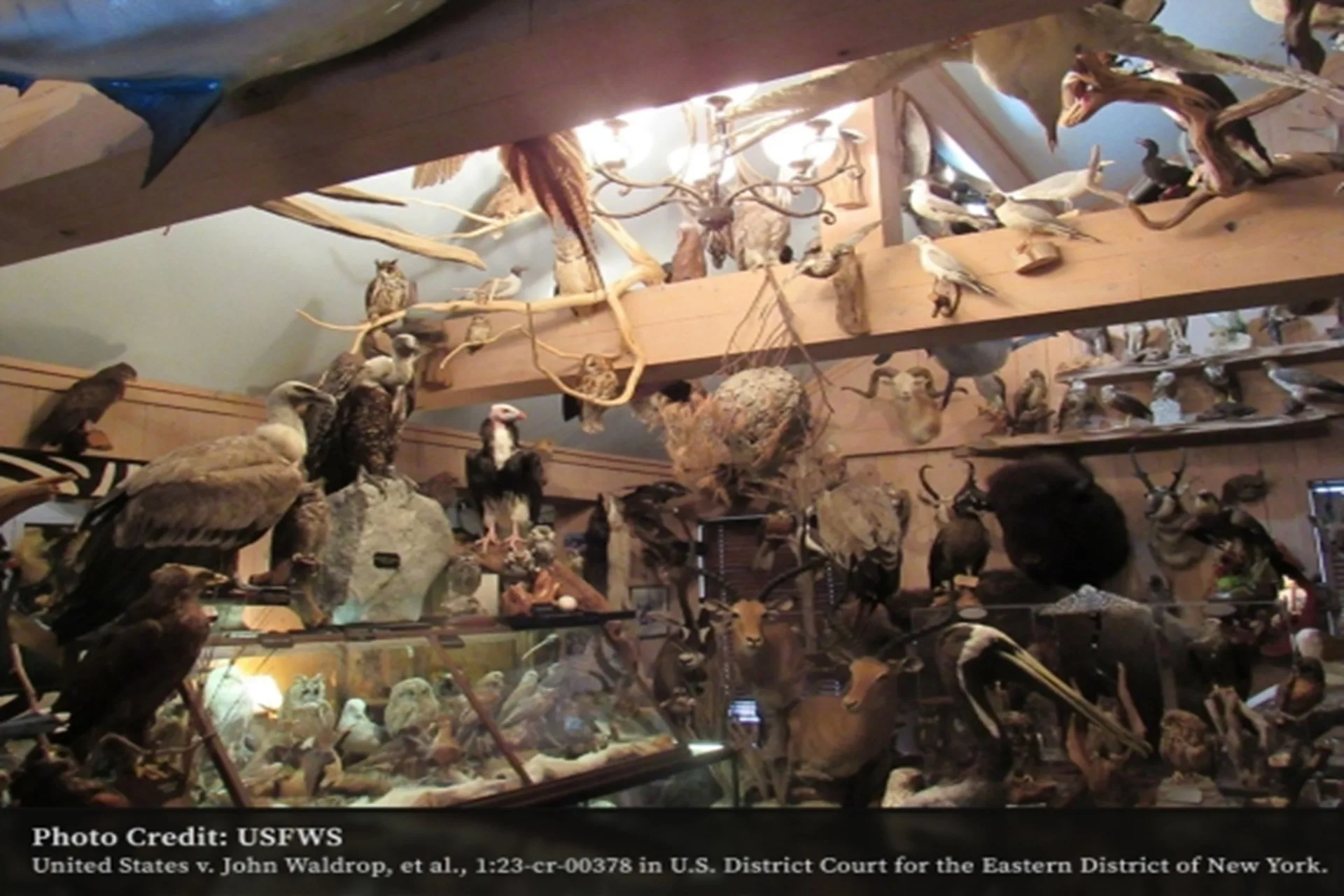 Two Men Sentenced in Largest-Ever Bird Mount Trafficking Case in U.S. History