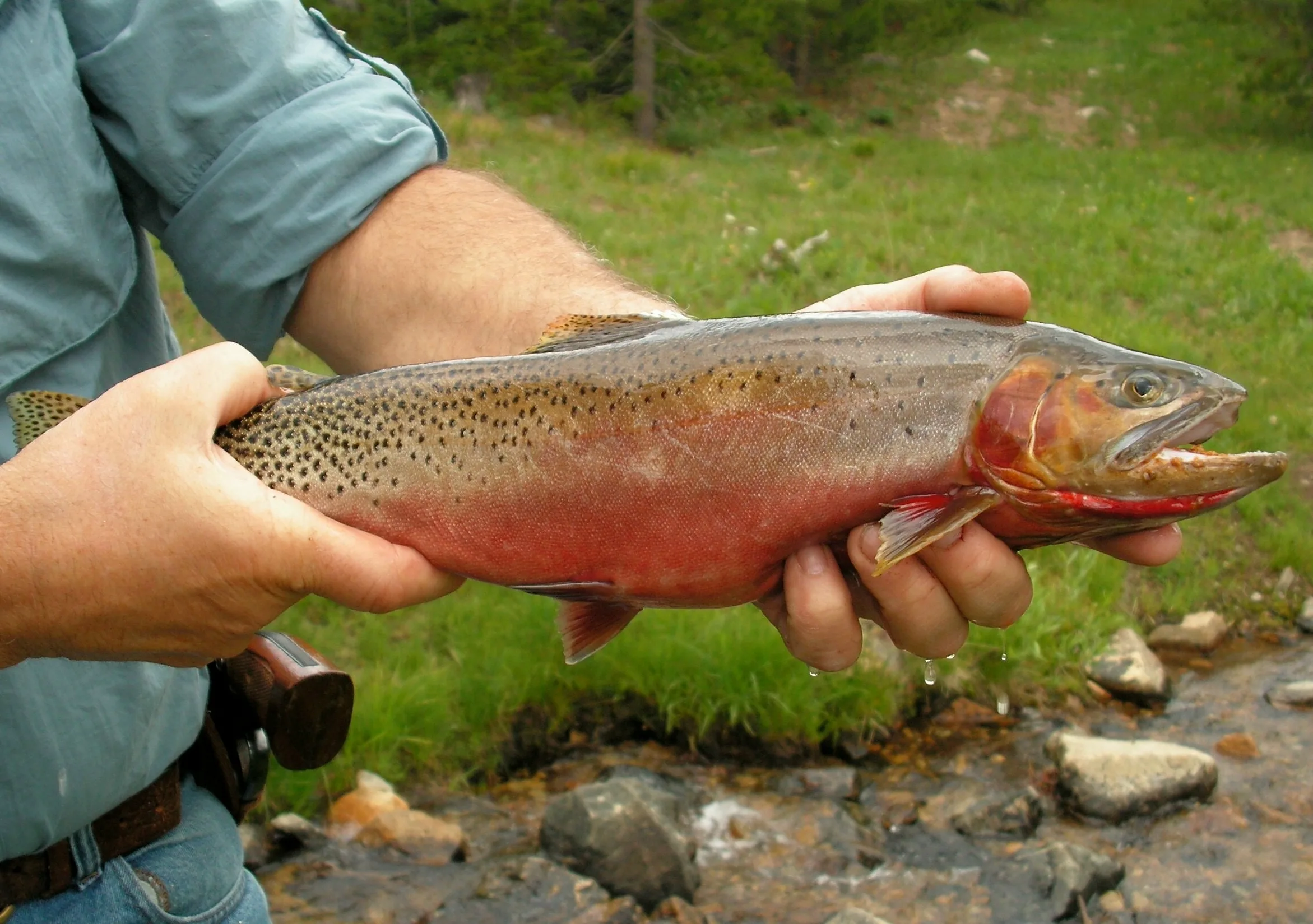 Montana Natives