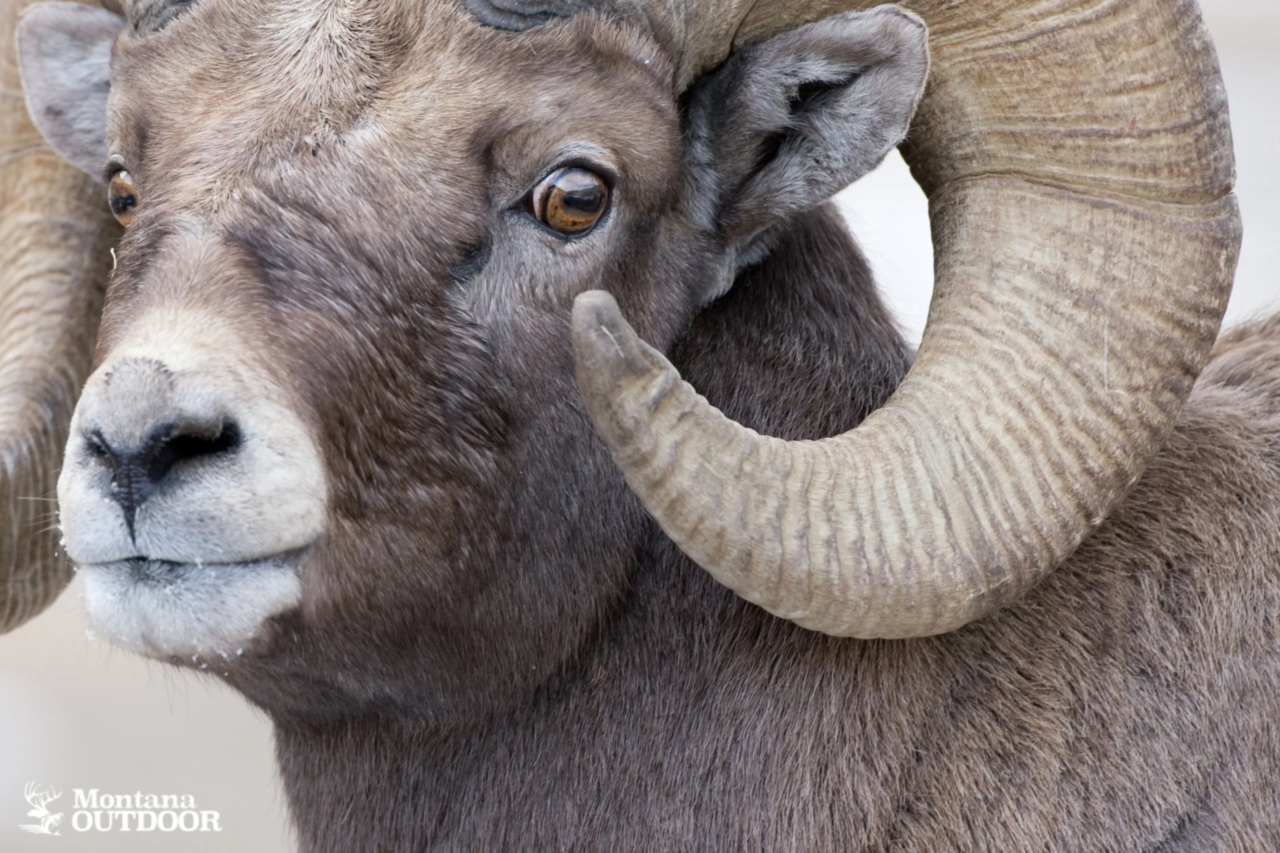 Commission closes bighorn sheep hunting in HD 622