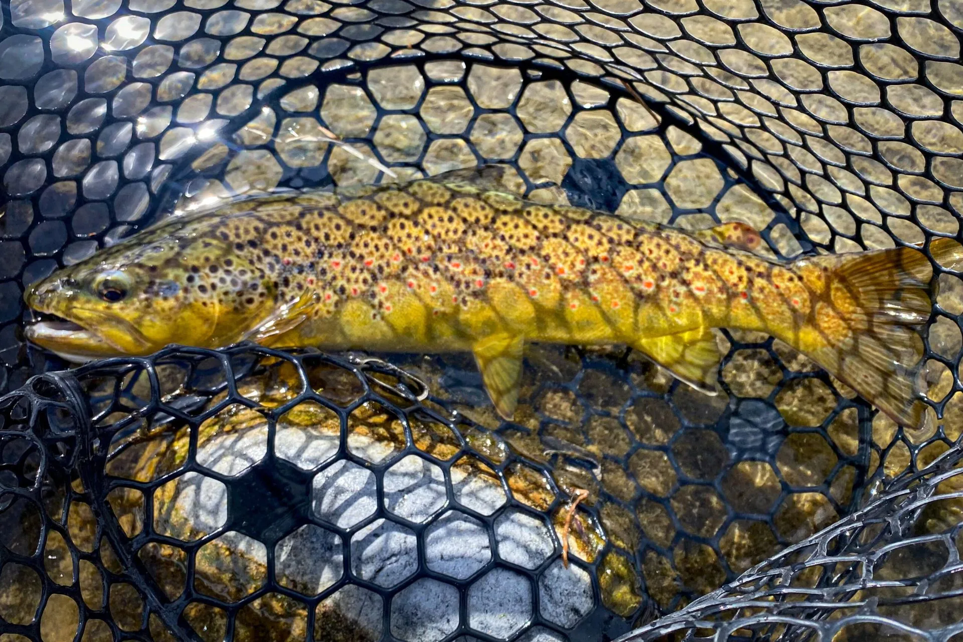 Jan’s Fishing Report for the Week of April 15, 2025