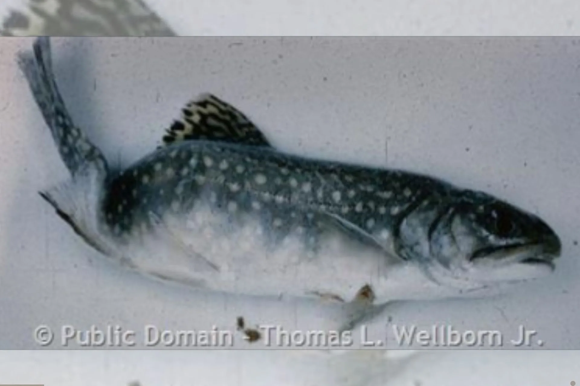 Whirling Disease and the Mystery of Montana’s Trout Comeback