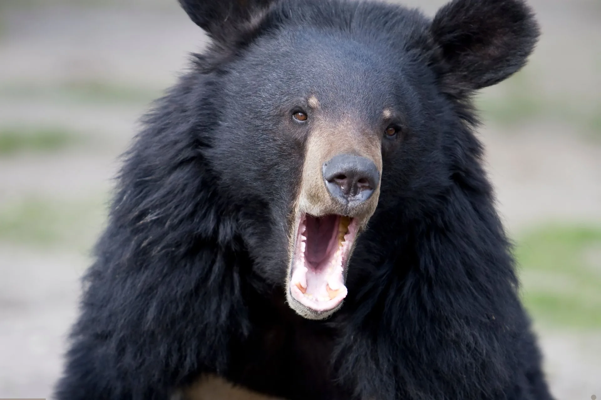 Hunting for all black bears pending closure in Black Bear Management Unit 510