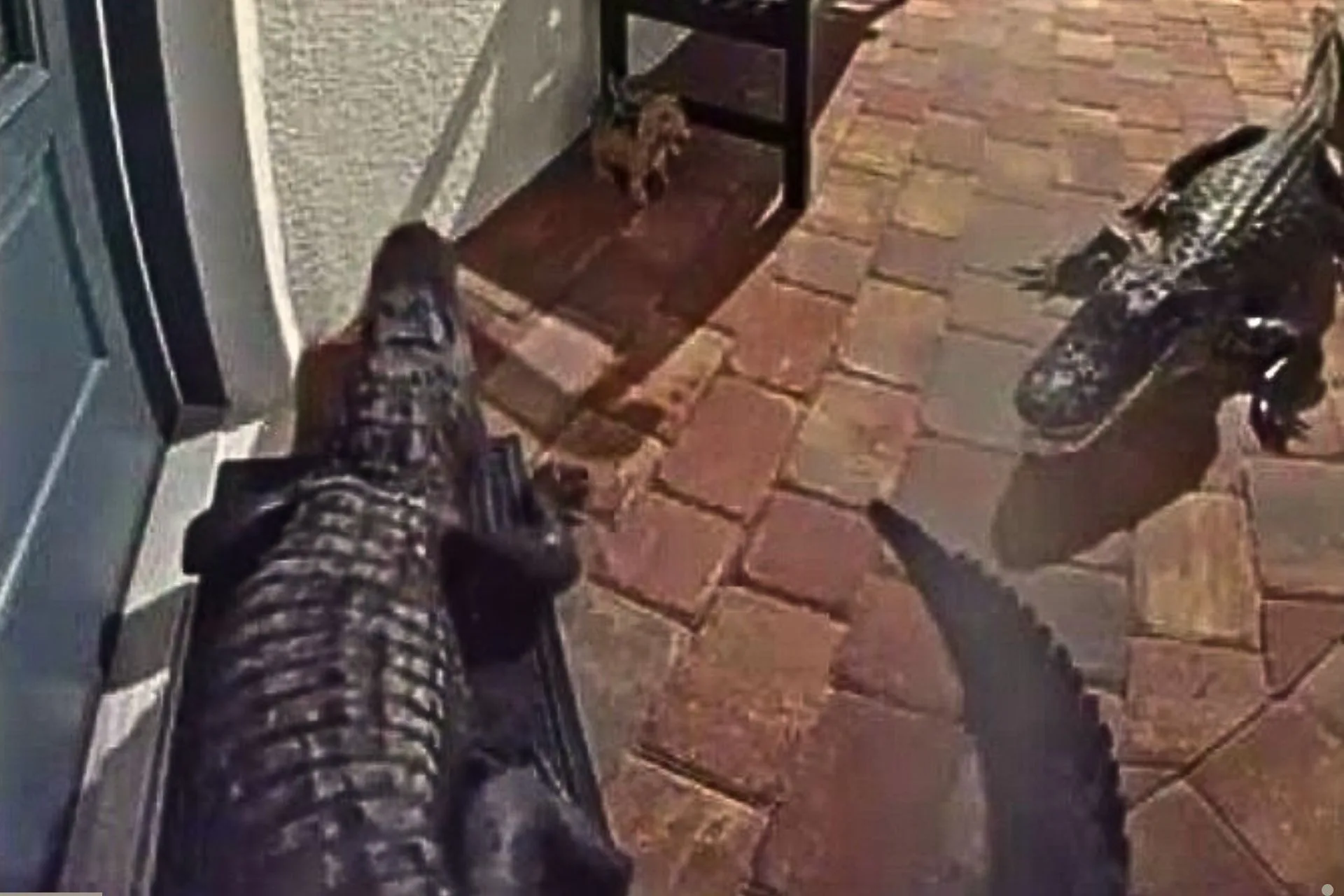 When Guests Are Cold-Blooded and Uninvited