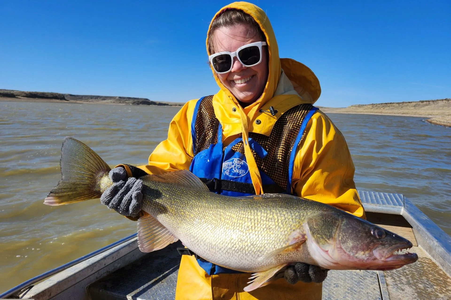 2025 Fort Peck walleye spawn FINAL update, April 20th