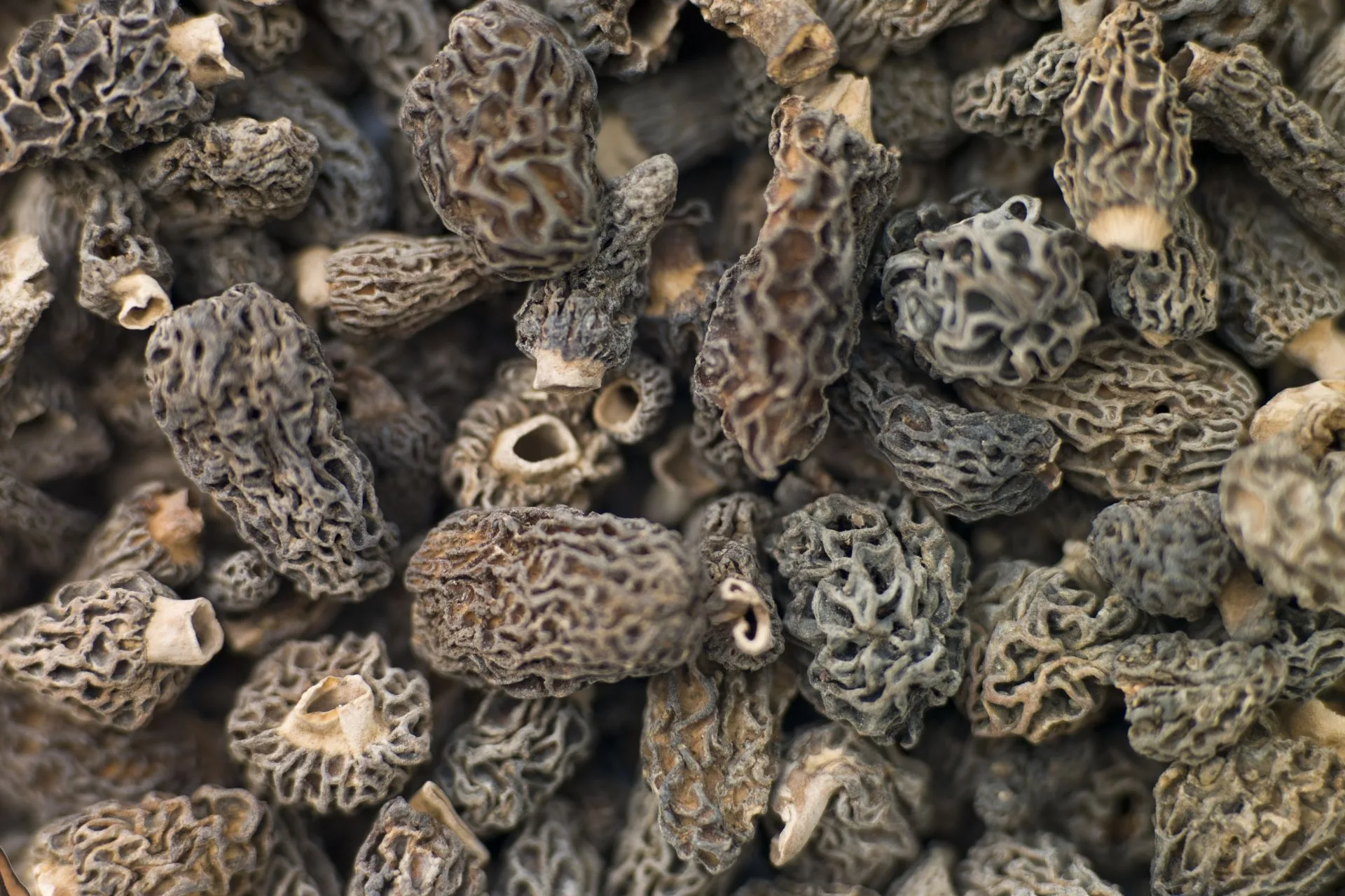 Turkey-Stuffed Morel Mushroom Recipe