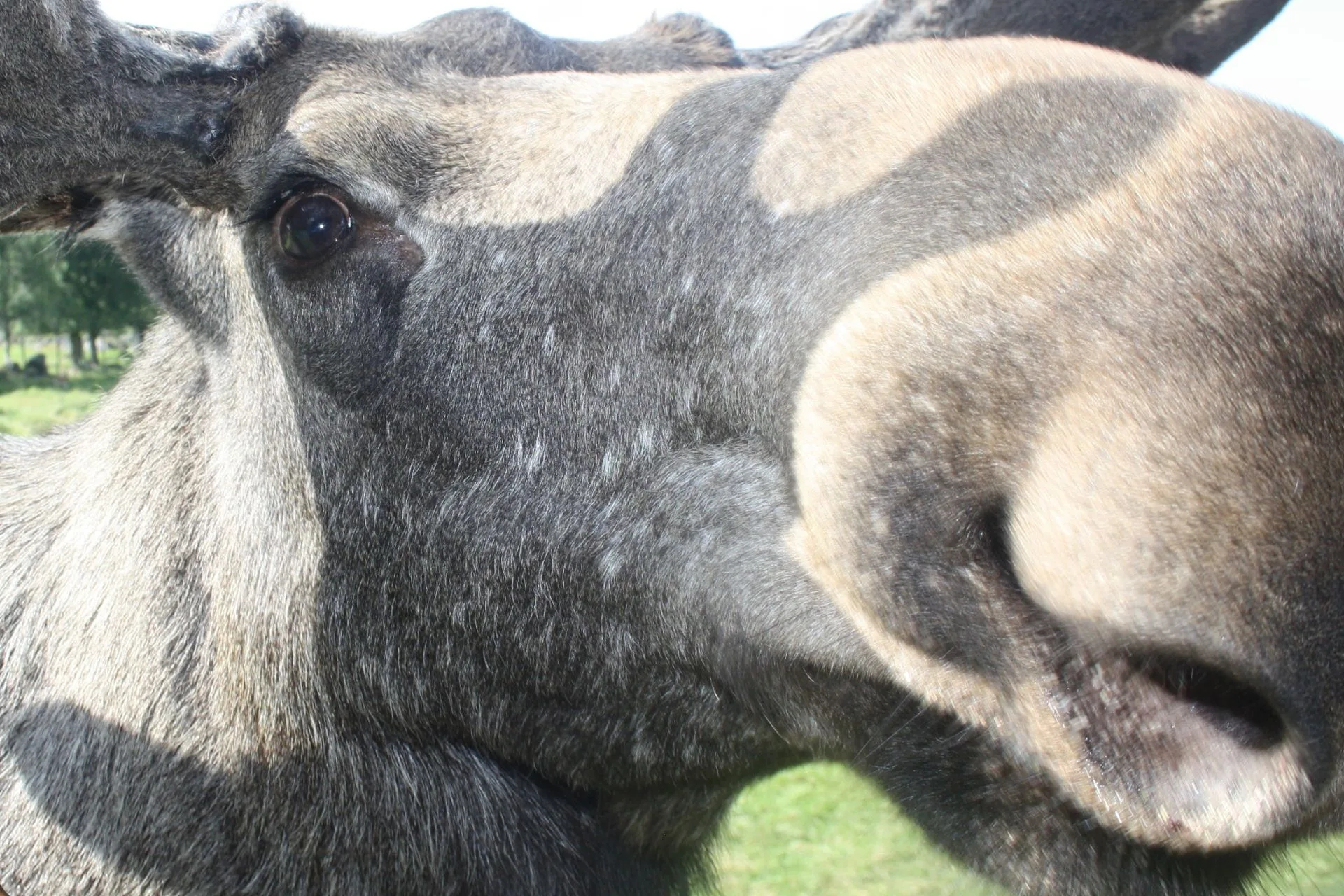 Don’t Pet Wildlife–Even When You Want To