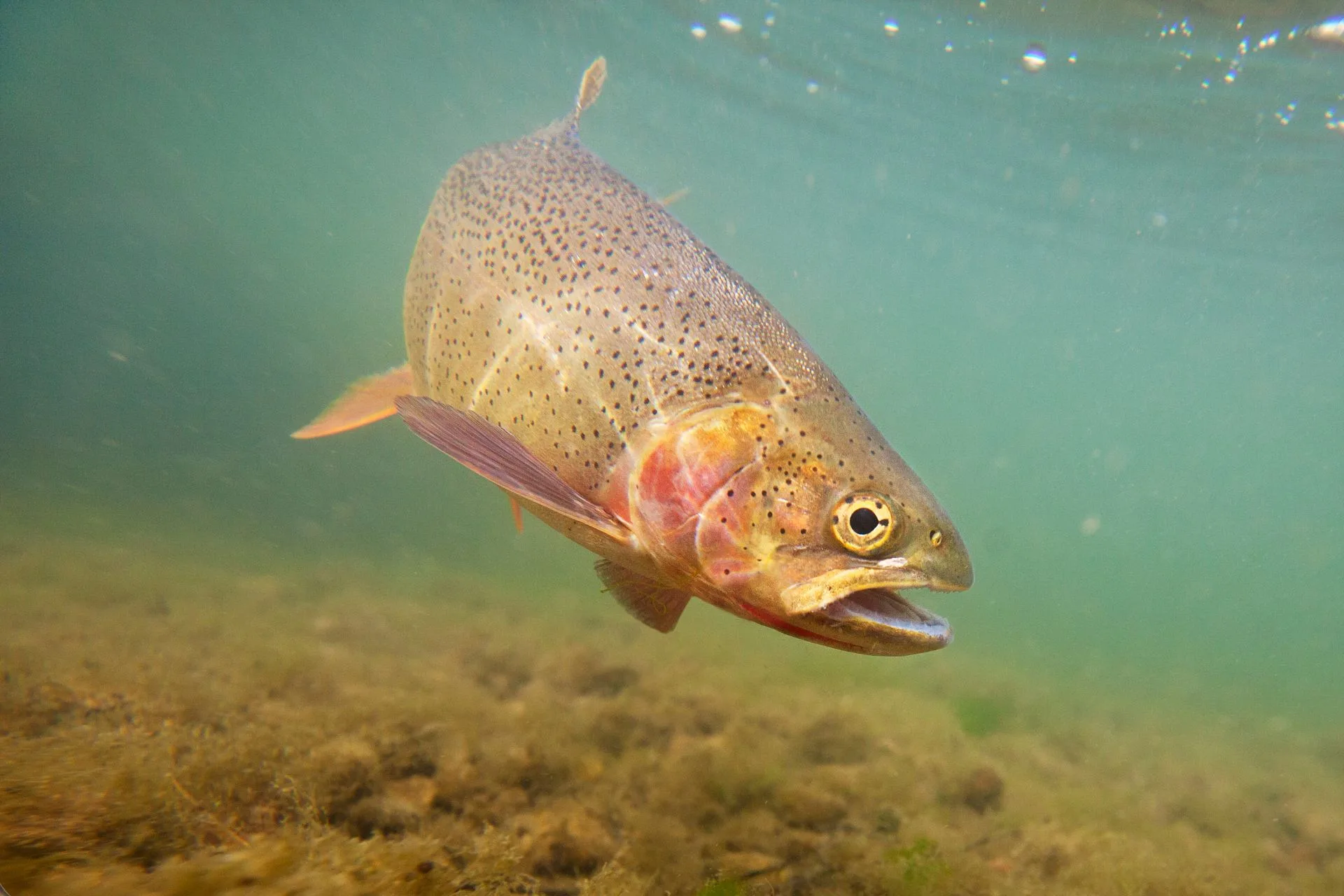 Gallatin River Fishing Report 4.28.25