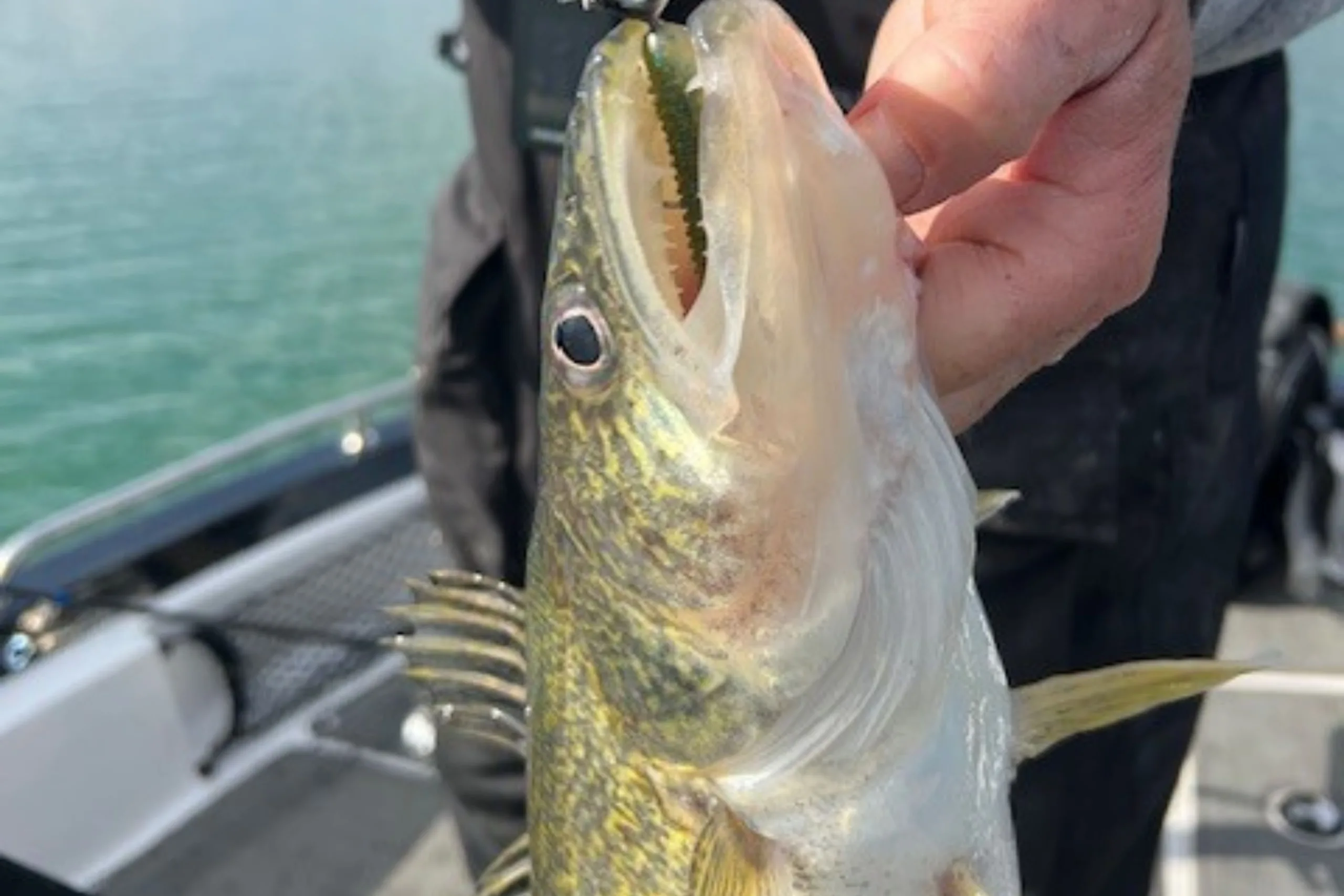 Don Wilkins’ Weekly Fort Peck Fishing Report 4.3.25